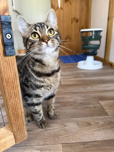 Tiggy