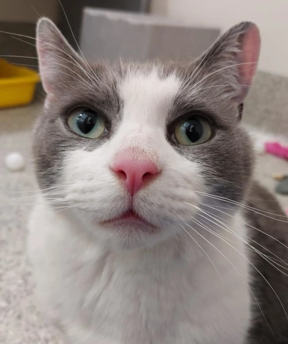 Teddy 7y old male