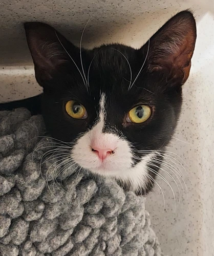 Mrs Potato Head 5 Month Old Female