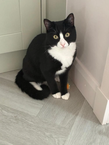 Finn