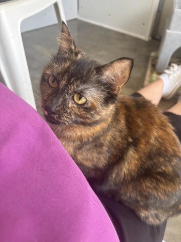 Gigi
