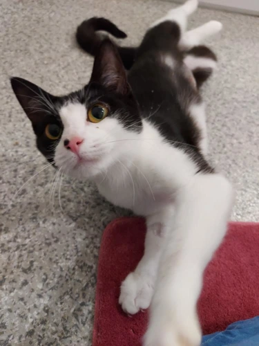 Gala 11 Month Old Female