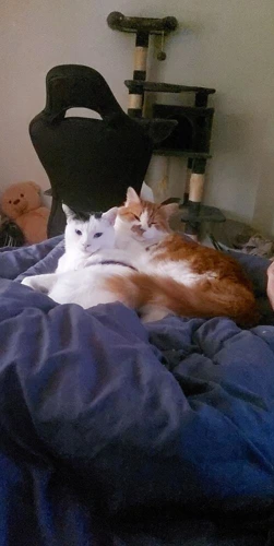 Simba
