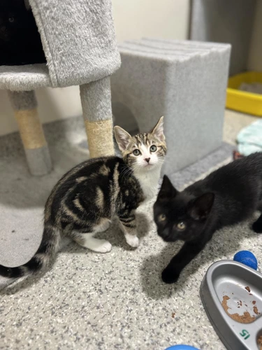 Kittens