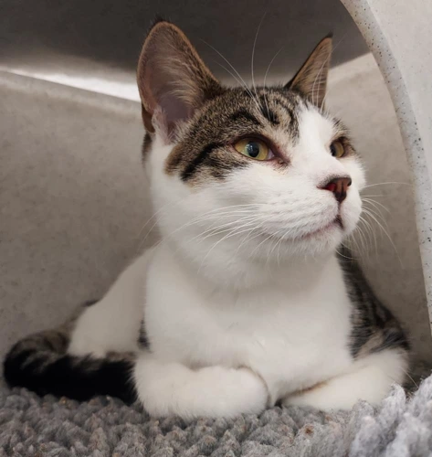 Lilypad 7 Month Old Female