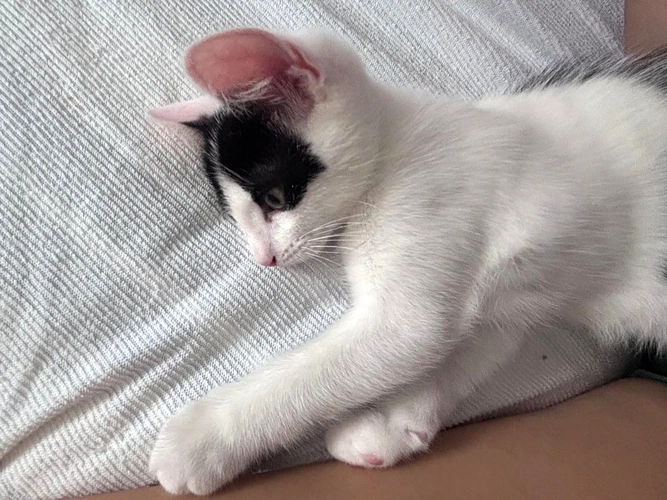 Romeo