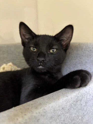Panther
