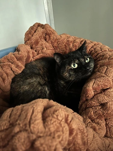 Pepper