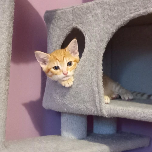 Monty