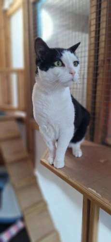 Elvis
