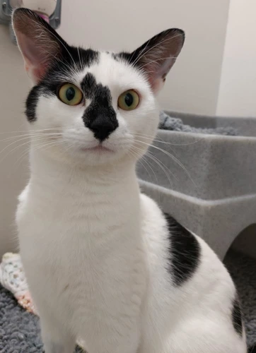 Blair 1 Year Old Male