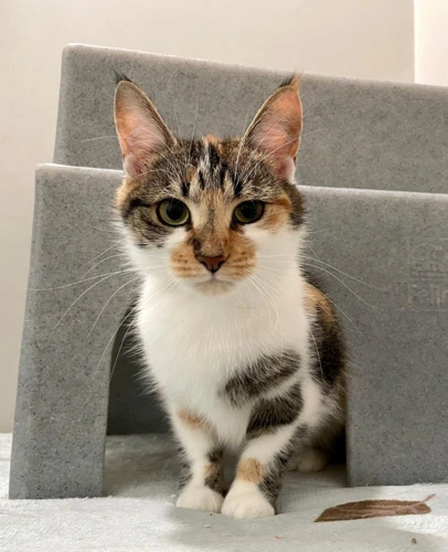 Violet with Iris 2 Year Old Female