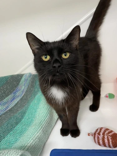 Kitkat