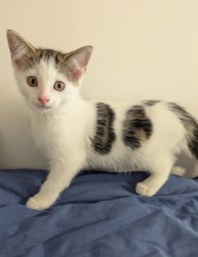 Kitten Gilbert