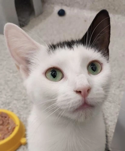 Bimini 2 Year Old Female