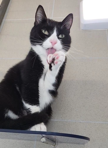 Oreo