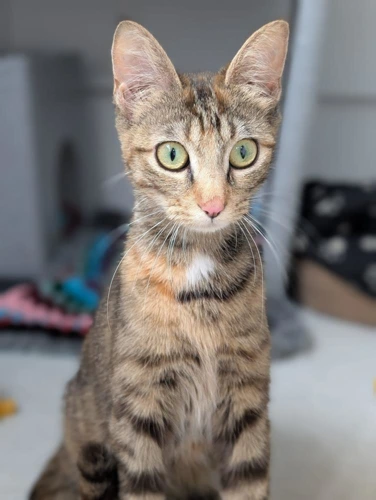 Simba