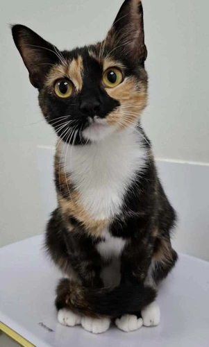 Maggie