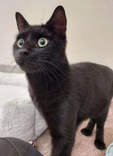 Rome 1 year old male