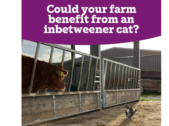 Special appeal - outdoor cat homes needed