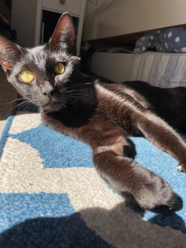 MJ 18month old female