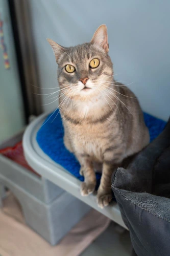 Suki