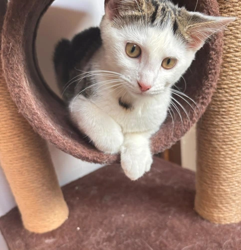 Athena