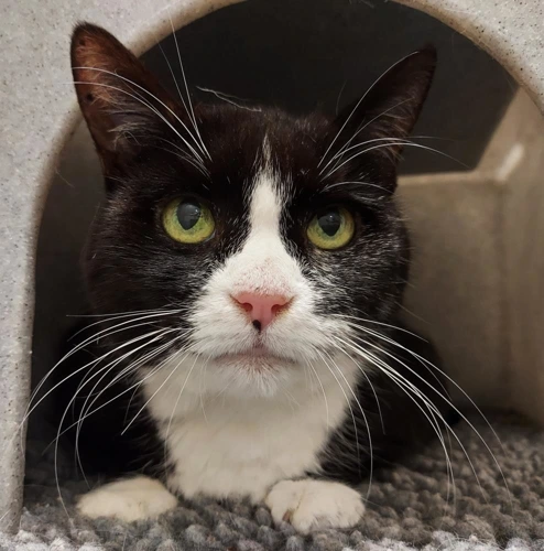 Beauty 11 Year Old Female