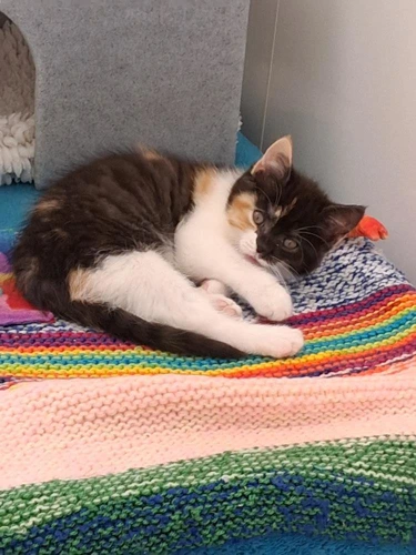 Azzurra