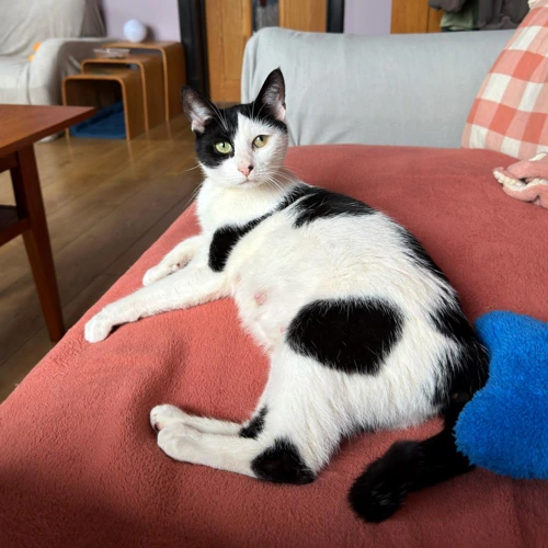Oreo