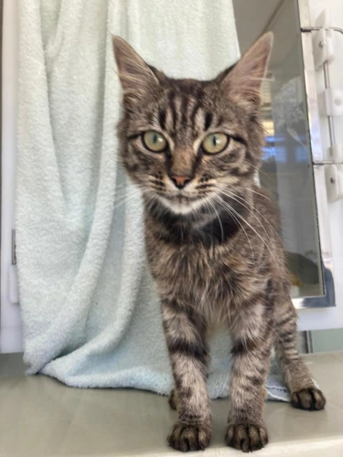 Dos
