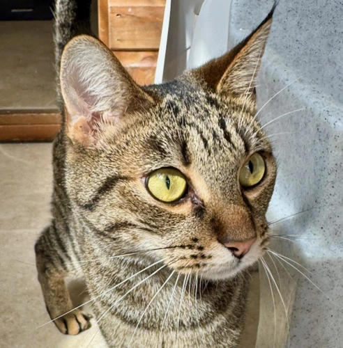 Lando