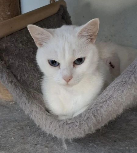 Lulu