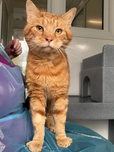 Cheddar