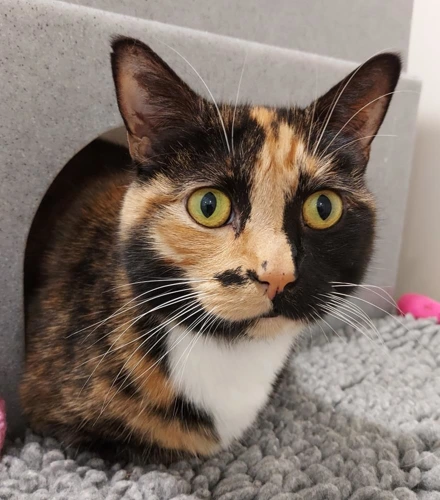 .Bam Bam 7y female