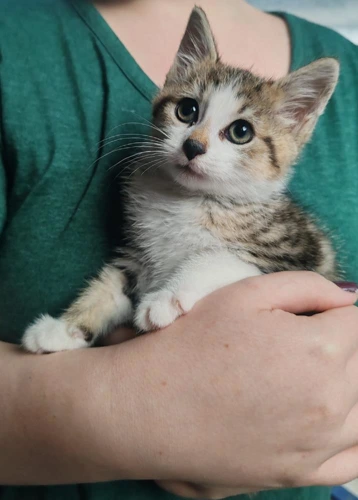 Franklin