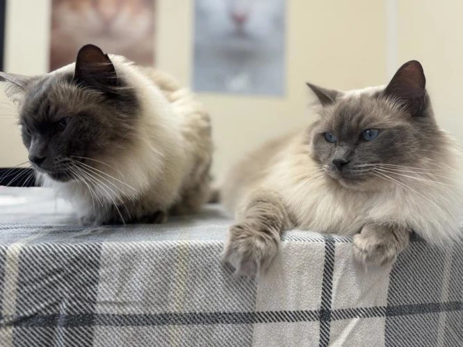 Bobby and Biggie