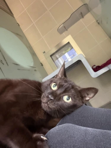 Frodo