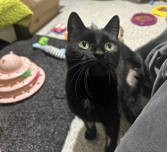 Pawlina