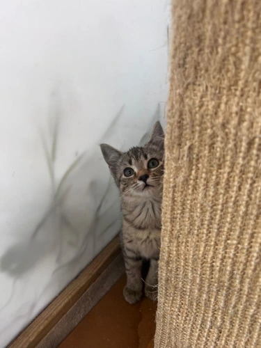 Maple Cassie Kitten 3