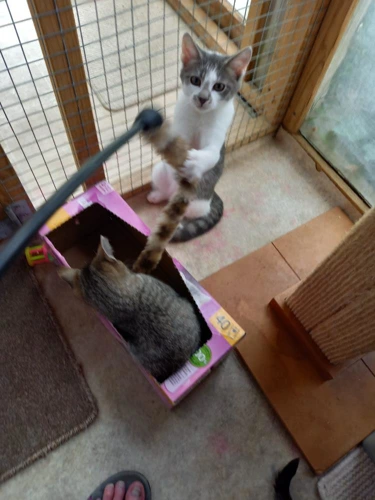 Peter Cassie Kitten 1