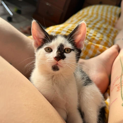 Kittens