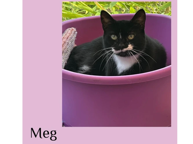 Meg