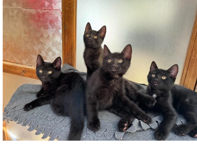 Four adorable kittens A