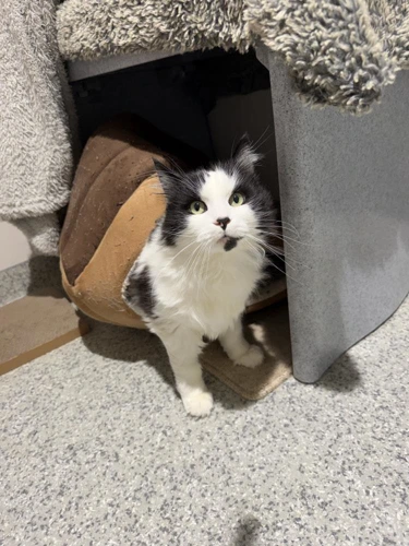Boss