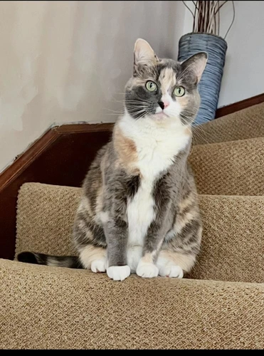 April 12 Year Old Female