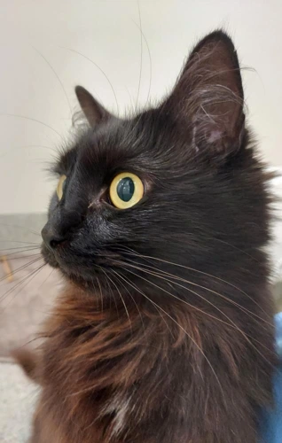 Coco 6 Year Old Female