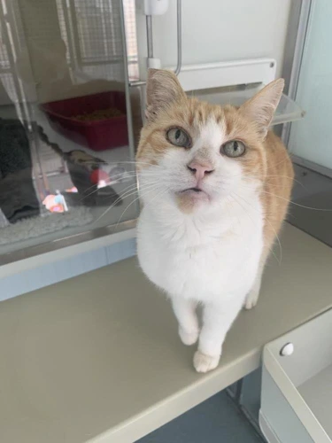 Ginge now Marmalade