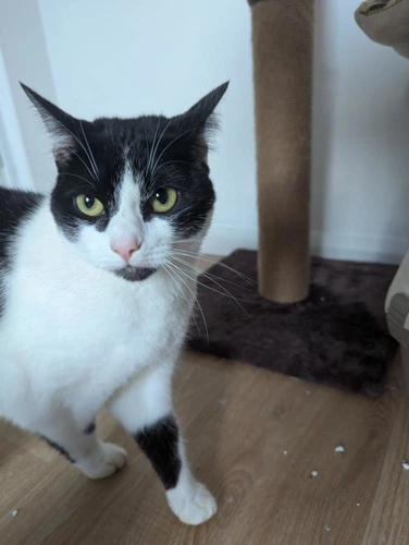 Oreo and Amber