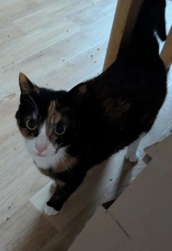 Amber and Oreo